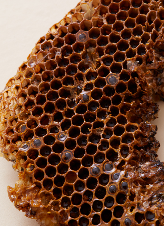 2019AW HEXAGON Honey Bee Culture